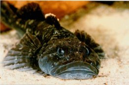 Картинка с форума